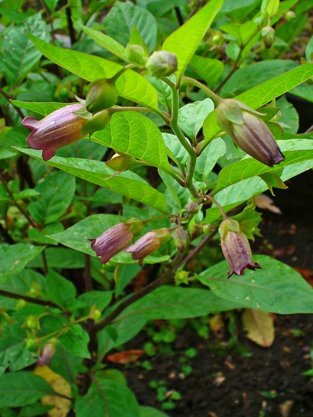 عکسهای شابیزک Atropa belladonna 8